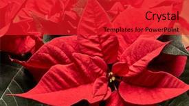  Presentation with christmas red - Audience pleasing slides consisting of background from red poinsettia flowers backdrop and a red colored foreground
