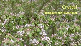  Presentation with spring tree - Presentation theme with background-from-spring-pink-apple background and a tawny brown colored foreground