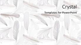  Presentation with feather - PPT layouts having background from white bird feather background and a white colored foreground