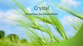  Presentation with corn field - Audience pleasing PPT theme consisting of background from young vegetation corn field backdrop and a light blue colored foreground