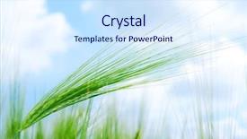  Presentation with corn field - PPT theme with background from young vegetation corn field background and a sky blue colored foreground