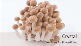  Presentation with mushroom - Cool new theme with background fungi - lovely shimeji mushroom - food backdrop and a coral colored foreground