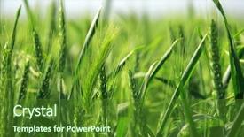  Presentation with rural india paddy field green - PPT theme featuring background image of green barley background and a forest green colored foreground