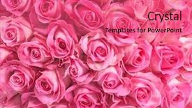  Presentation with pink roses - Presentation theme with background image of pink roses background and a coral colored foreground