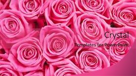  Presentation with pink roses - Amazing slides having background image of pink roses backdrop and a coral colored foreground