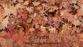  Presentation with leaves of the wetland forest - Amazing presentation theme having background in a temperate forest backdrop and a red colored foreground