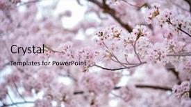  Presentation with cherry blossom - Cool new theme with background in spring south korea backdrop and a lemonade colored foreground