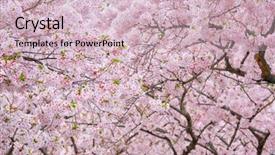  Presentation with cherry blossom - Audience pleasing PPT layouts consisting of background in spring south korea backdrop and a soft green colored foreground
