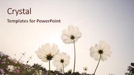  Presentation with beautiful floral border flower design - Presentation theme featuring background layout - beautiful floral border flower design background and a sky blue colored foreground