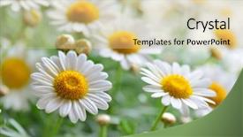  Presentation with green nature - Slide set featuring background layout - green grass and chamomiles background and a lemonade colored foreground