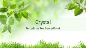  Presentation with green nature - Presentation design having background layout - green grass and chamomiles background and a mint green colored foreground