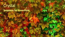  Presentation with skin color natural - Colorful slide set enhanced with background leaves of bright color backdrop and a tawny brown colored foreground