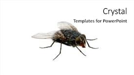  Presentation with house fly insect macro - Beautiful slide deck featuring background live house fly insect backdrop and a white colored foreground