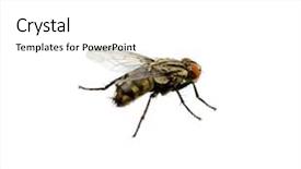  Presentation with house fly insect macro - Amazing PPT layouts having background live house fly insect backdrop and a white colored foreground