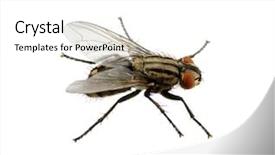  Presentation with house fly insect macro - Cool new slide set with background live house fly insect backdrop and a white colored foreground