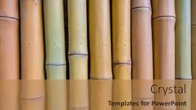  Presentation with bamboo - Audience pleasing PPT layouts consisting of background made of bamboo branches backdrop and a coral colored foreground