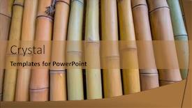  Presentation with bamboo - Beautiful PPT theme featuring background-made-of-bamboo-branches backdrop and a coral colored foreground