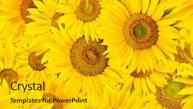  Presentation with teal and yellow music - Beautiful slide set featuring background made of beautiful yellow backdrop and a gold colored foreground