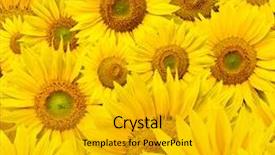 Presentation with sunflowers - Presentation design enhanced with background made of beautiful yellow sunflowers background and a gold colored foreground
