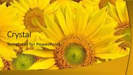  Presentation with sunflowers - PPT theme enhanced with background made of beautiful yellow sunflowers background and a gold colored foreground