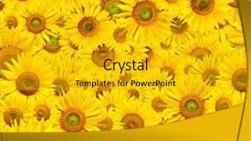  Presentation with yellow envelope the stamped - Amazing slides having background made of beautiful yellow backdrop and a gold colored foreground