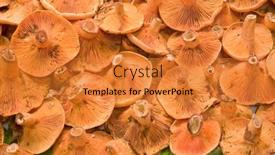  Presentation with mushroom - 