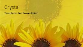  Presentation with sunflowers - Presentation theme enhanced with flowers flourish tiled wallpaper - background made of sunflowers background and a gold colored foreground