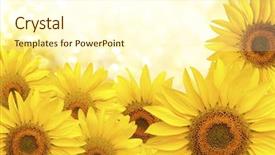  Presentation with sunflower - Cool new PPT theme with background made of yellow sunflowers backdrop and a cream colored foreground