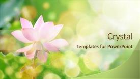  Presentation with lotus flower - PPT theme featuring background nature - lotus flower with beautiful sunlight background and a soft green colored foreground