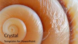  Presentation with seashell - Presentation theme having background of a seashell surface extreme macro image background and a coral colored foreground