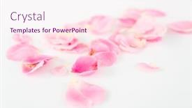  Presentation with pink rose petals - Presentation design enhanced with background-of-beautiful-rose-petals background and a pink colored foreground