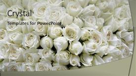  Presentation with white rose - Beautiful presentation theme featuring background of beautiful white rose backdrop and a light gray colored foreground