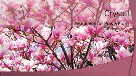  Presentation with pink flowers - PPT theme with  background and a  colored foreground