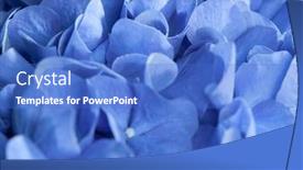  Presentation with hydrangea - Colorful PPT theme enhanced with background of blue hydrangea flowers backdrop and a teal colored foreground