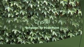  Presentation with boston - Cool new PPT theme with background-of-boston-ivy-covering backdrop and a tawny brown colored foreground