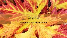  Presentation with autumn leaves - Beautiful slides featuring background of bright autumn leaves backdrop and a gold colored foreground