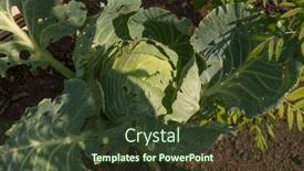  Presentation with green color - PPT theme consisting of background-of-cabbage-leaves-dew background and a tawny brown colored foreground