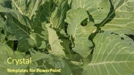  Presentation with green leaves - PPT theme having background-of-cabbage-leaves-green background and a tawny brown colored foreground