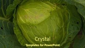  Presentation with green leaves - PPT layouts enhanced with background-of-cabbage-leaves-green background and a  colored foreground