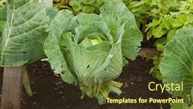  Presentation with green leaves - Presentation design enhanced with background-of-cabbage-leaves-green background and a  colored foreground
