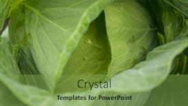  Presentation with green leaves - Presentation design consisting of background-of-cabbage-leaves-green background and a  colored foreground