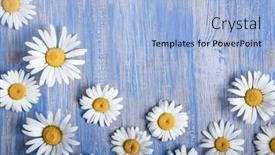  Presentation with blue flower - Presentation theme featuring background-of-chamomile-flower background and a light blue colored foreground