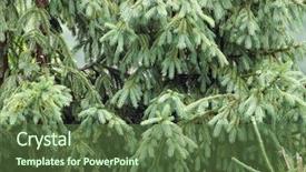  Presentation with olive tree branch ripe - Colorful PPT layouts enhanced with background of christmas tree branches backdrop and a  colored foreground