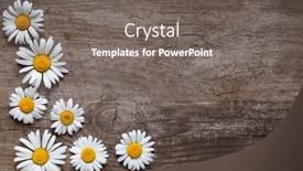  Presentation with wood board - PPT layouts consisting of background-of-daisies background and a gray colored foreground