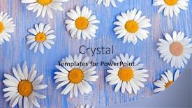  Presentation with wood board - Slide set with background-of-daisies background and a light blue colored foreground
