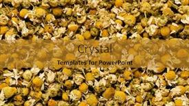  Presentation with chamomile - Beautiful PPT theme featuring background-of-dry-chamomile-matricaria backdrop and a gold colored foreground