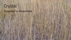  Presentation with colorado - Colorful PPT theme enhanced with background of dry tall grass backdrop and a coral colored foreground