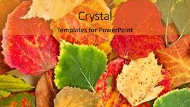  Presentation with autumn leaves - Audience pleasing PPT theme consisting of background of fallen autumn leaves backdrop and a gold colored foreground