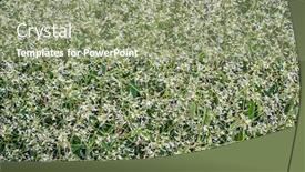  Presentation with glamour - PPT theme having background-of-flowering-glamour-euphorbia background and a seafoam green colored foreground