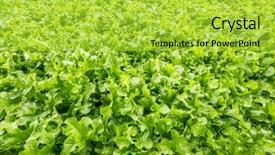  Presentation with grown - Slide deck with background-of-freshly-grown-lettuce background and a yellow colored foreground